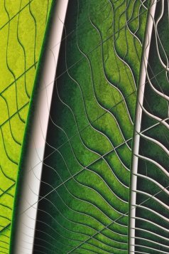 leaf_by_theslider leaf_by_theslider