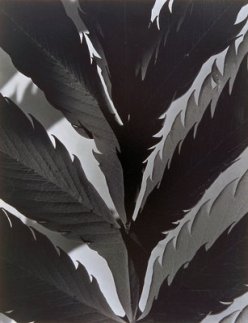 Leaf Pattern Imogen Cunningham