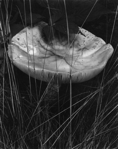 Paul Strand - Toadstool-and-grasses-1928