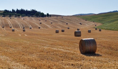 Covoni in Val d'Orcia