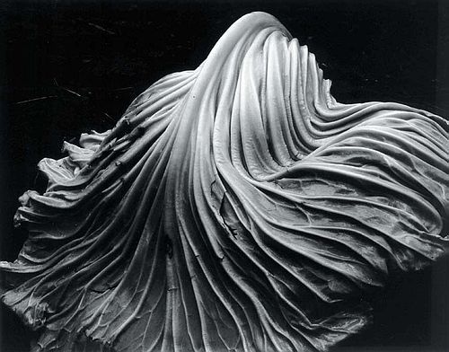 Edward Weston - Cabbage leaf Weston - Cabbage leaf 1931