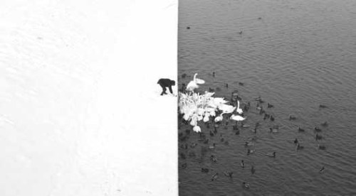 Feeding swans