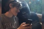 Condivisione con Gorilla