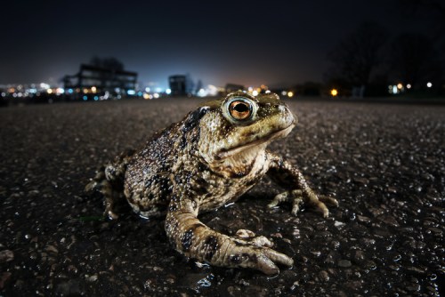 Common toad (Bufo bufo). Bristol. March